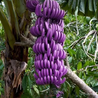Colorful Banana